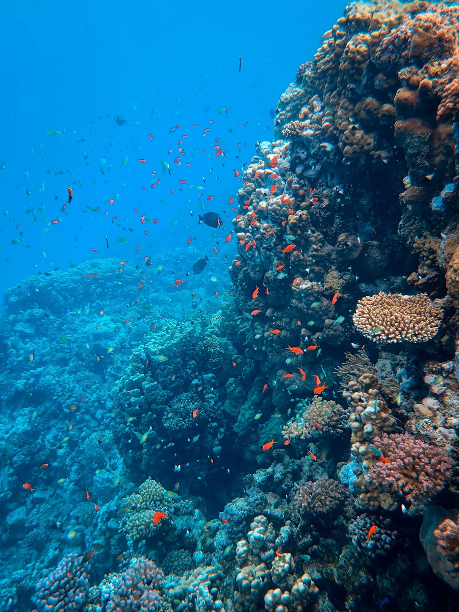 Orange fish swimming along a coral reef