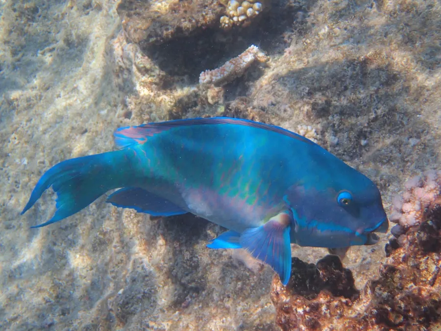 A blue parrotfish swimming past the reef