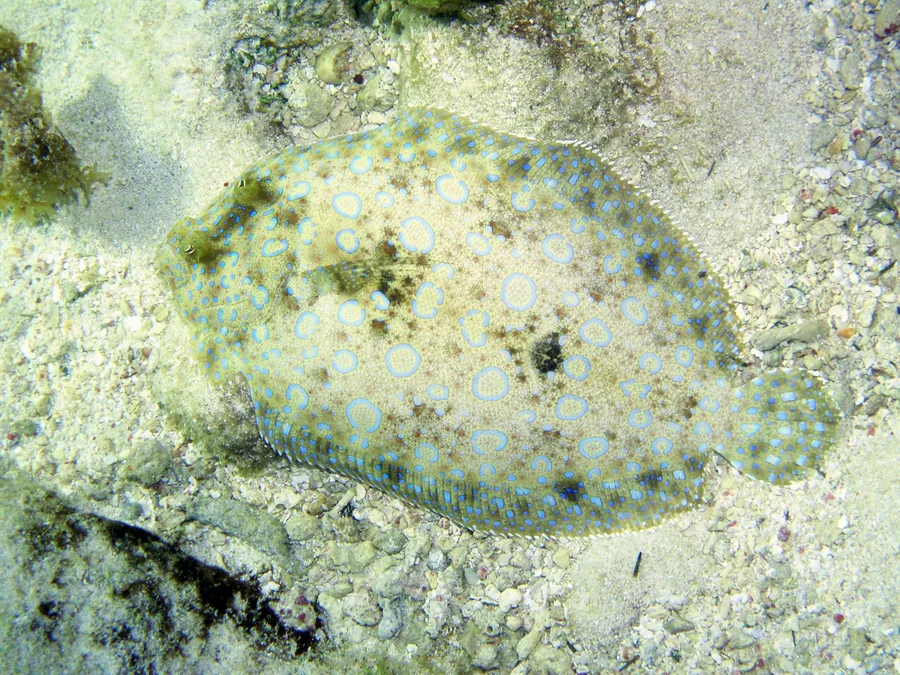 A peacock flounder camouflaged on the seafloor