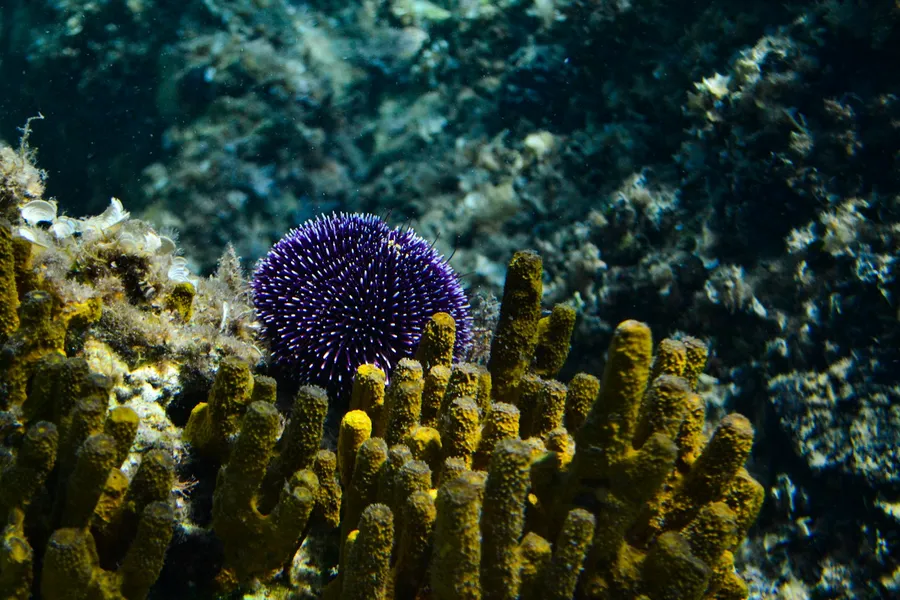 A purple sea urchin on a yellow sponge