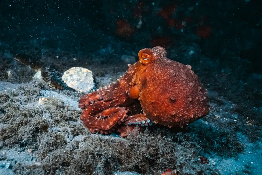 A red octopus resting on the seafloor