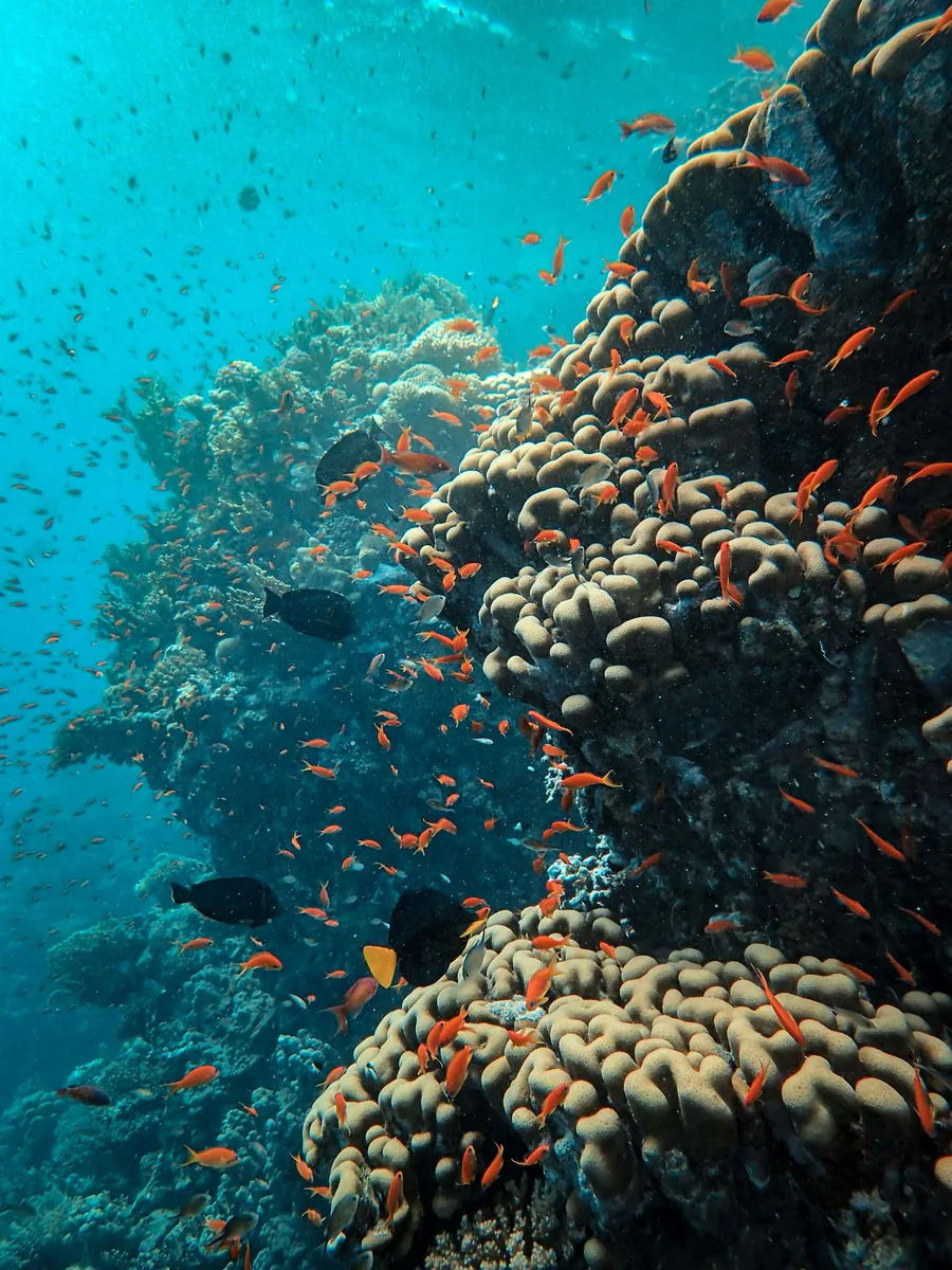 Small orange fish around a coral reef
