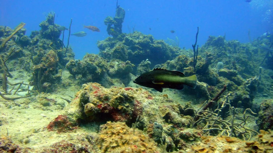A fish swimming over a rocky reef in clear water