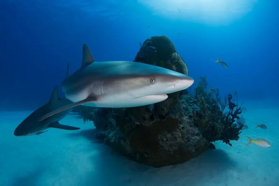 A reef shark swimming past a coral head