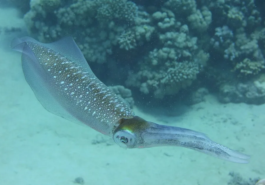 A reef squid hovering over sand beside the coral
