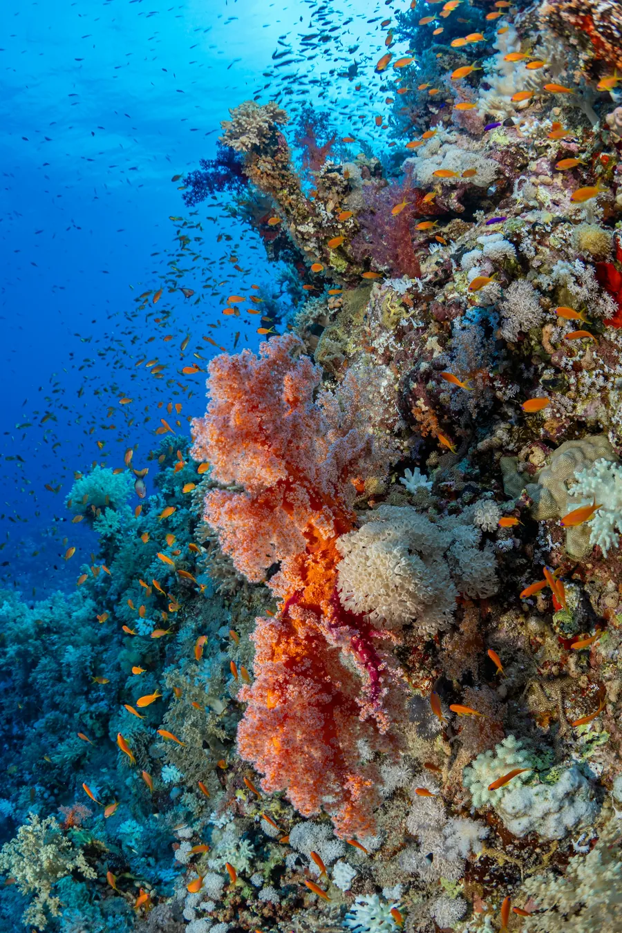 A coral reef wall teeming with small orange fish