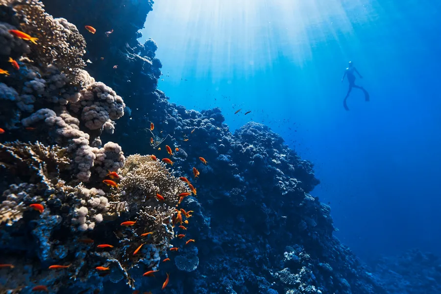 A coral reef wall under a sunlit surface