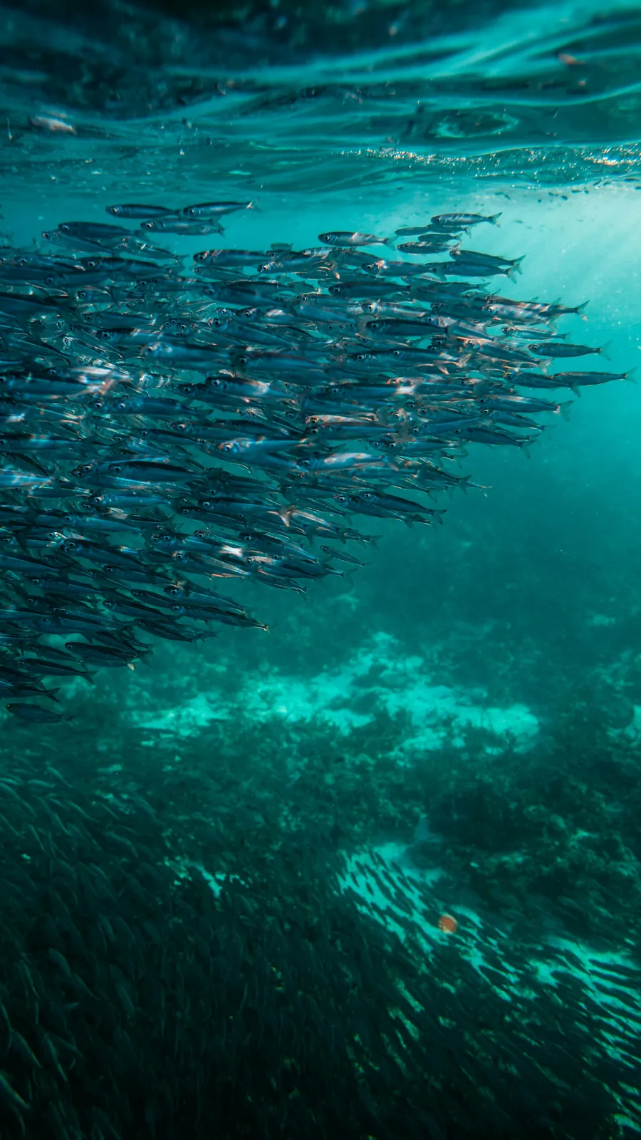 A tall school of sardines