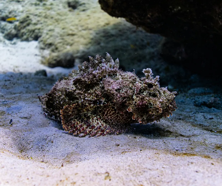 A scorpionfish camouflaged on the sandy seabed