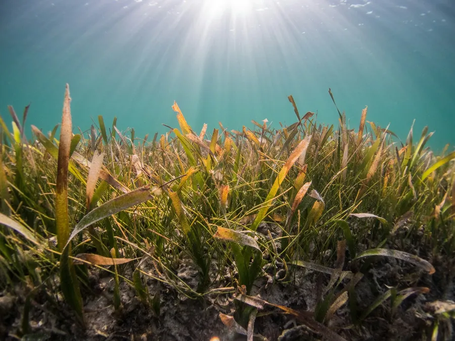 A seagrass meadow under rays of sunlight