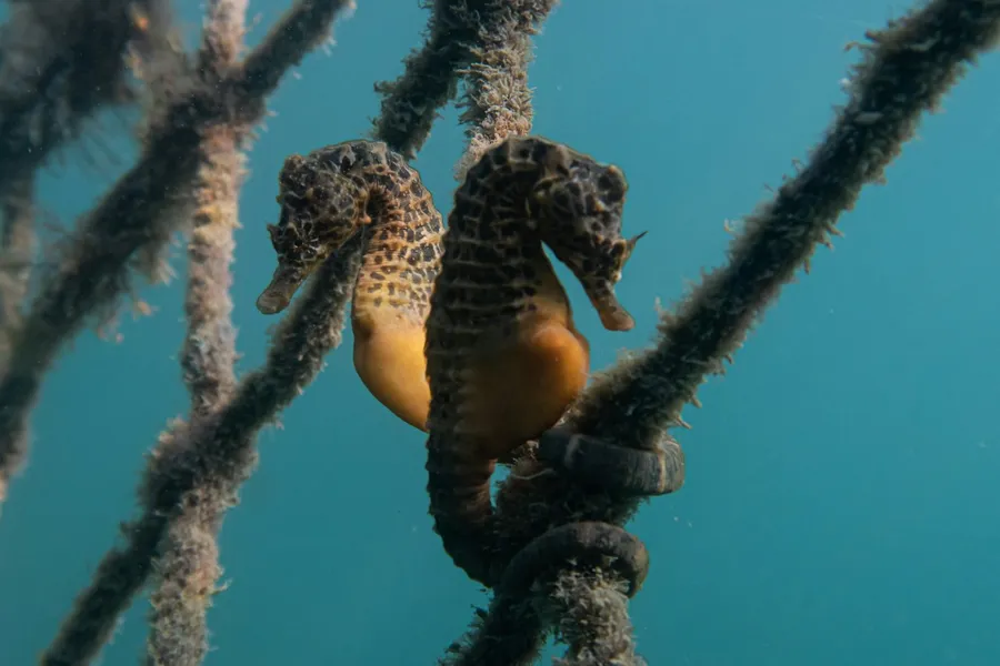 Two seahorses holding on to an underwater net