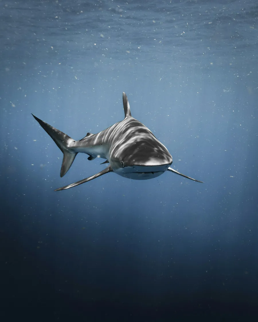 A shark swimming through deep blue water