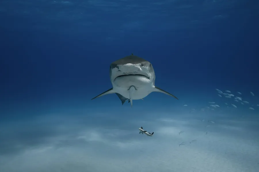 A shark swimming toward the camera over blue sand