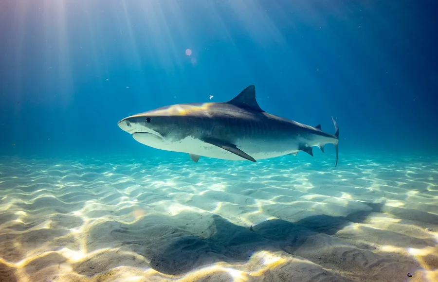 A shark cruising over a sandy seabed