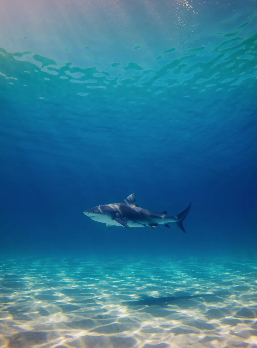 A shark swimming over a sunlit sandy seabed