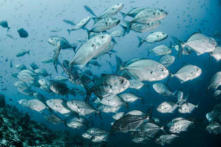 A school of silver fish