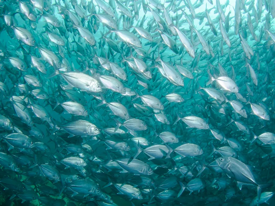 A wall of silver fish swimming together