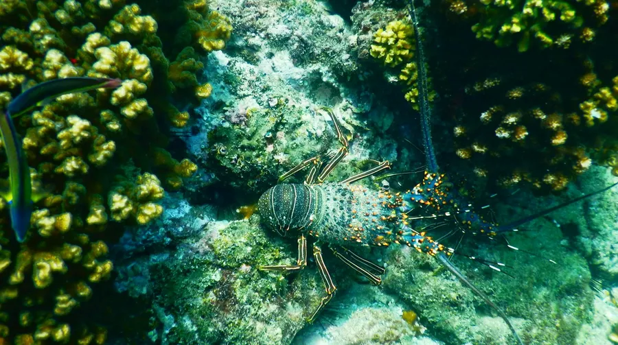 A spiny lobster resting among yellow coral