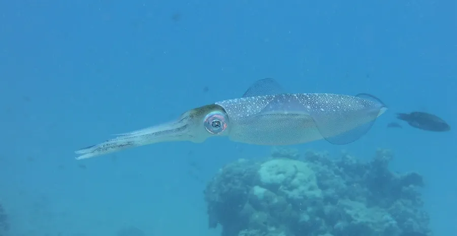 A squid swimming above the reef in blue water