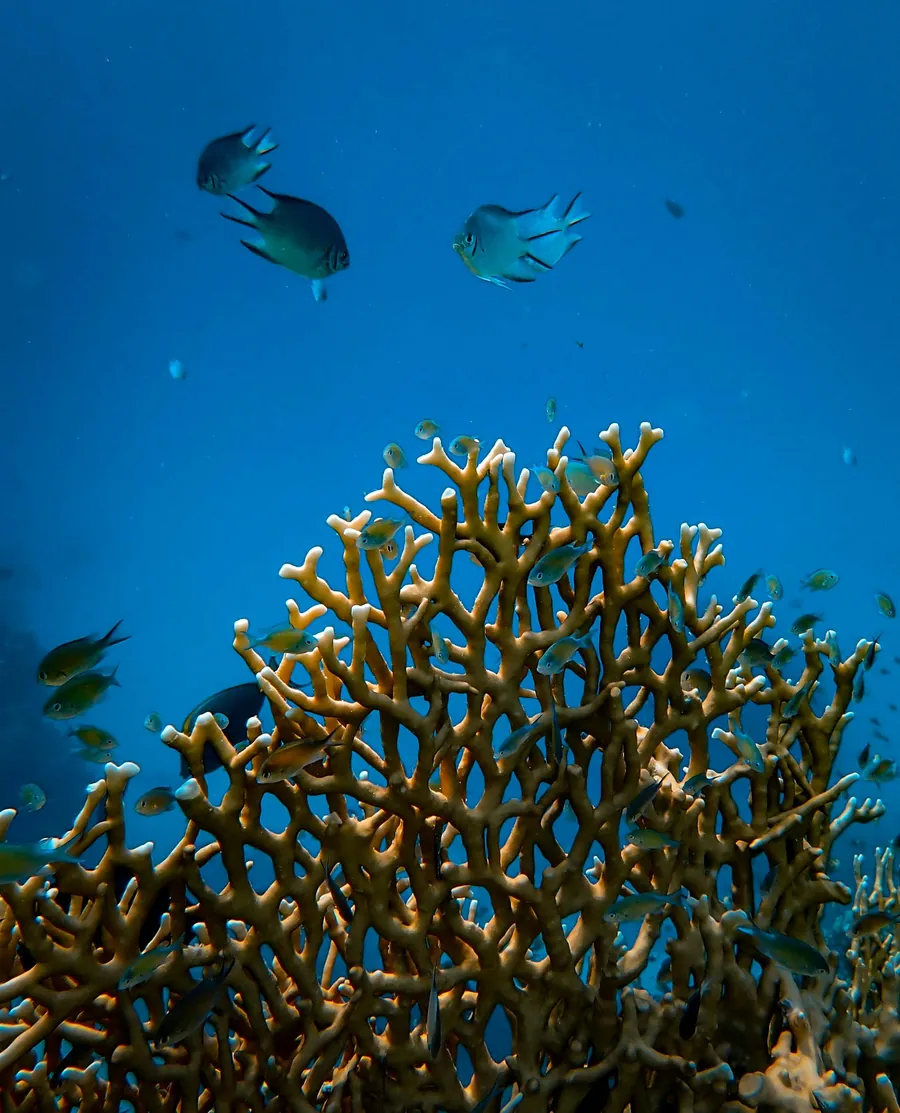 Fish swimming above staghorn coral