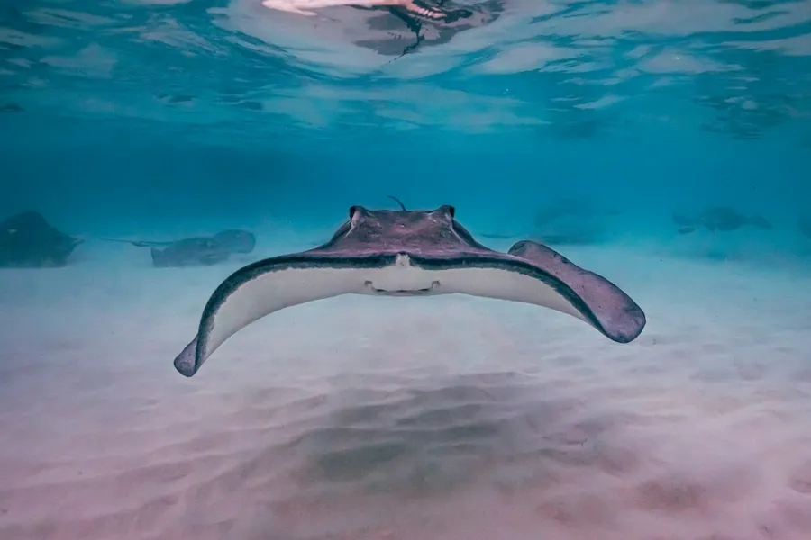 A stingray gliding over the sand in shallow water