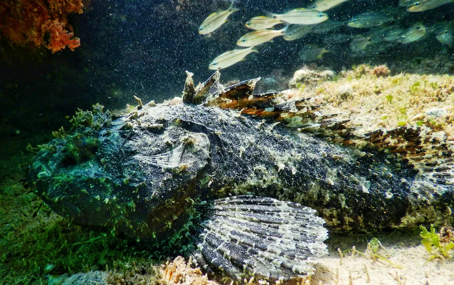 A stonefish blending into the reef with small fish above