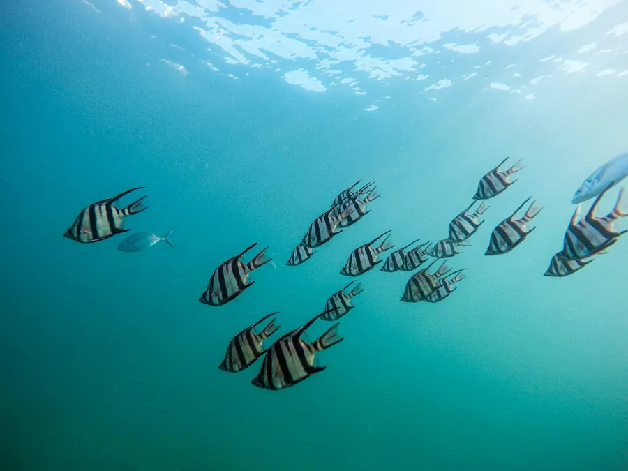 A group of striped fish in green-blue water