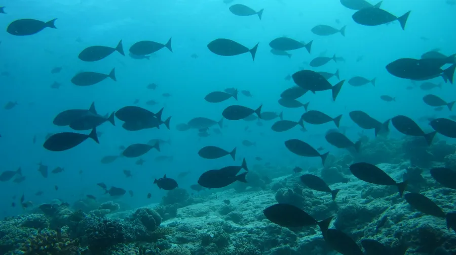 A school of triggerfish swimming over the reef