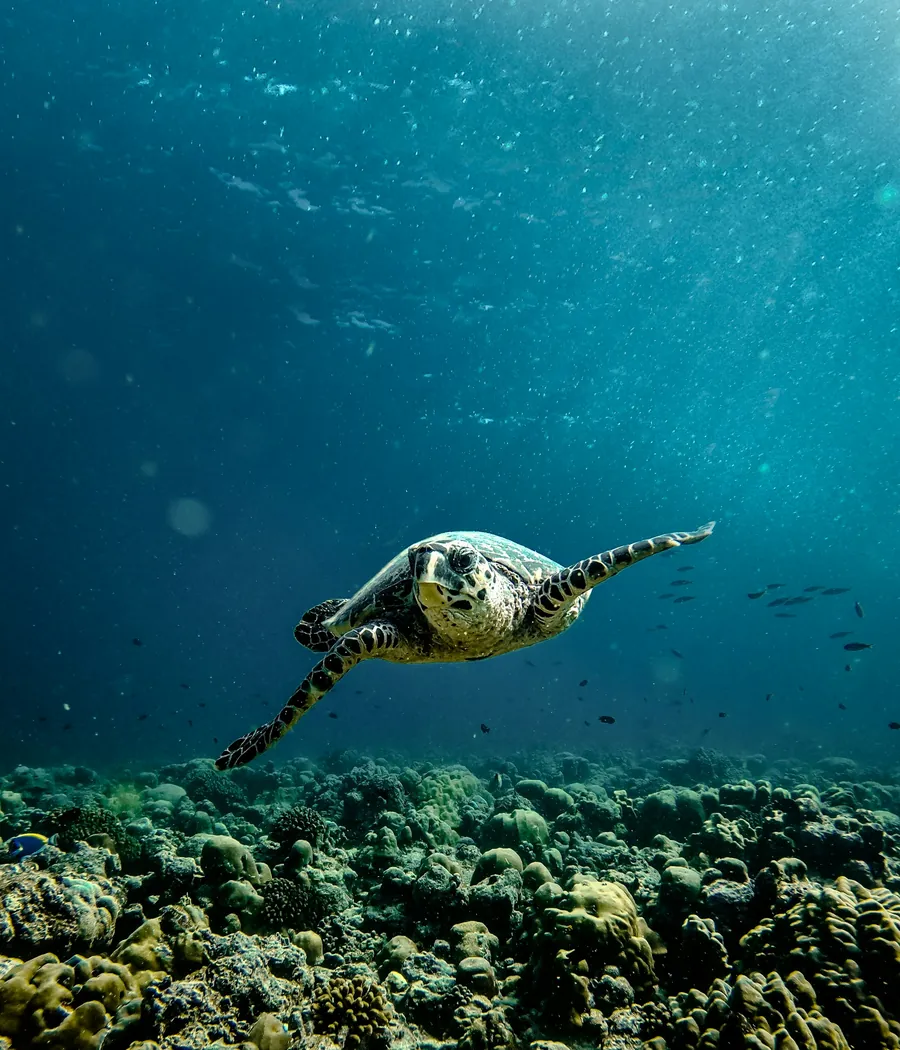 A turtle swimming above the reef