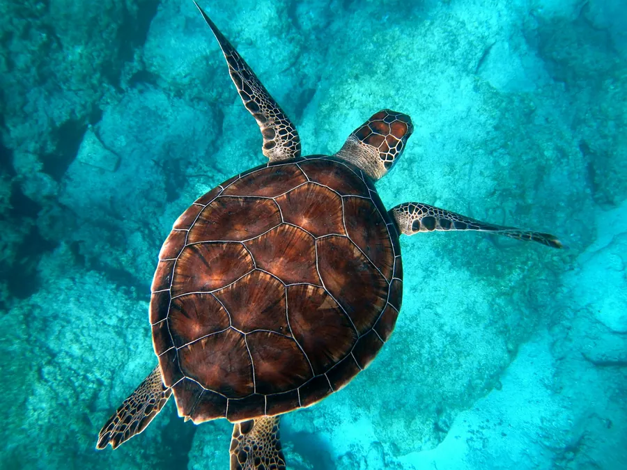 A sea turtle seen from above over bright turquoise water