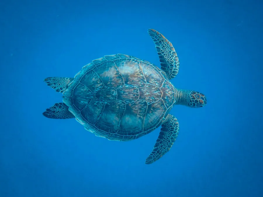 A sea turtle swimming in open blue water, seen from above
