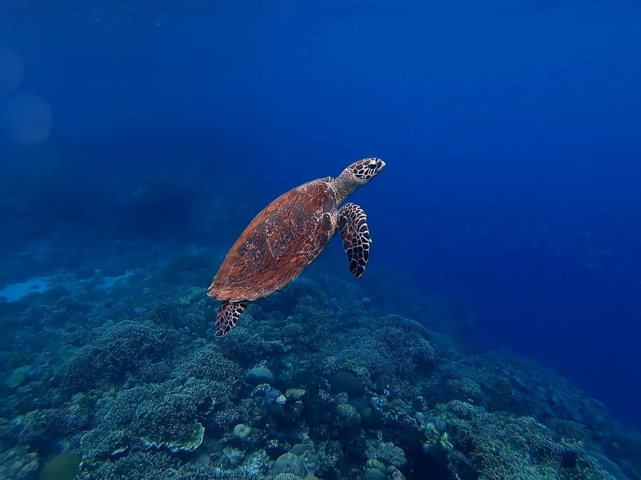 A sea turtle swimming over a deep blue reef