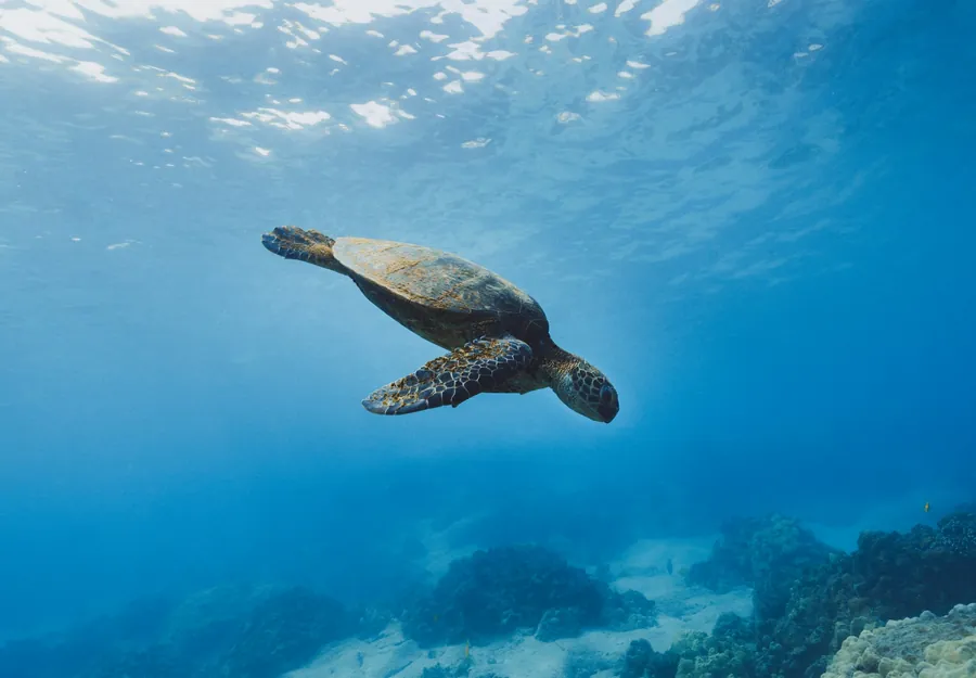 A sea turtle gliding over the reef