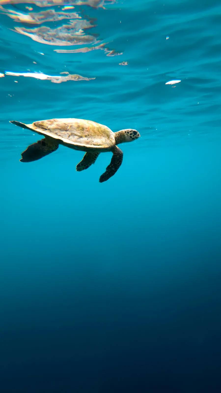 A sea turtle swimming in open blue water