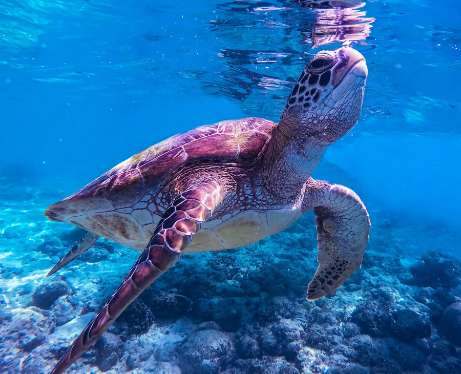 A sea turtle swimming up toward the surface