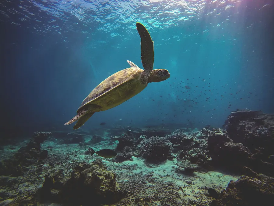 A sea turtle swimming above a rocky reef