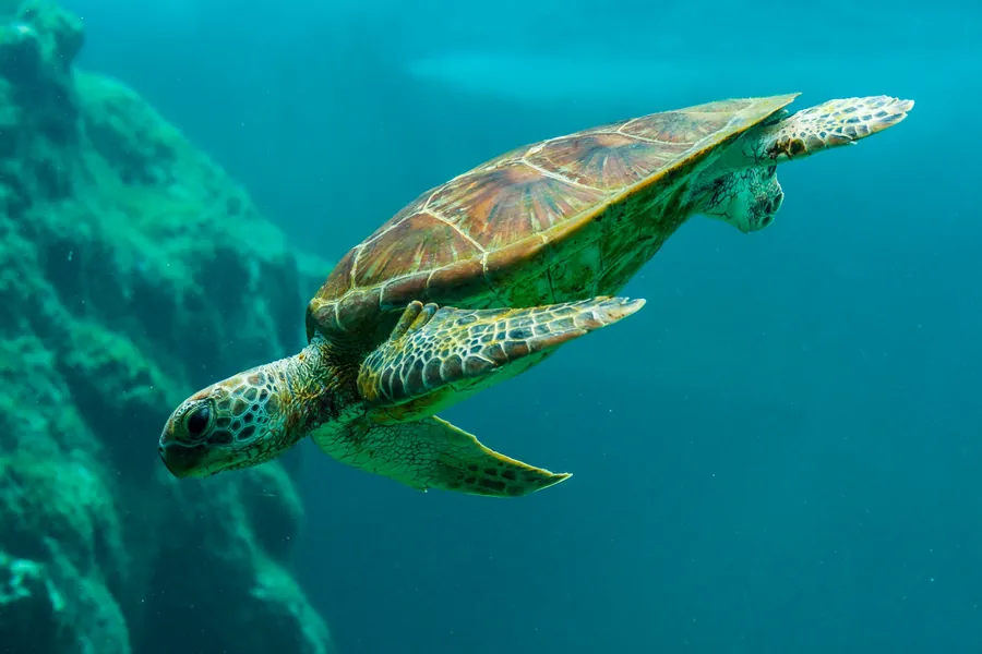 A green sea turtle swimming over the seabed