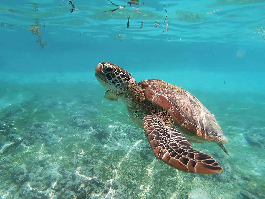 A sea turtle swimming over sand in shallow water