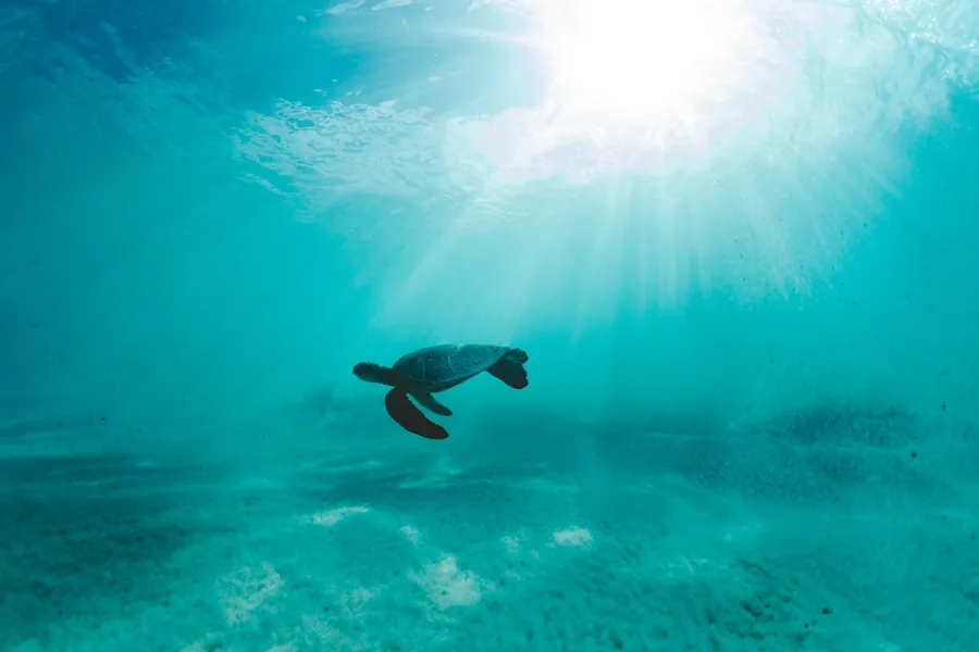 A sea turtle swimming under rays of sunlight
