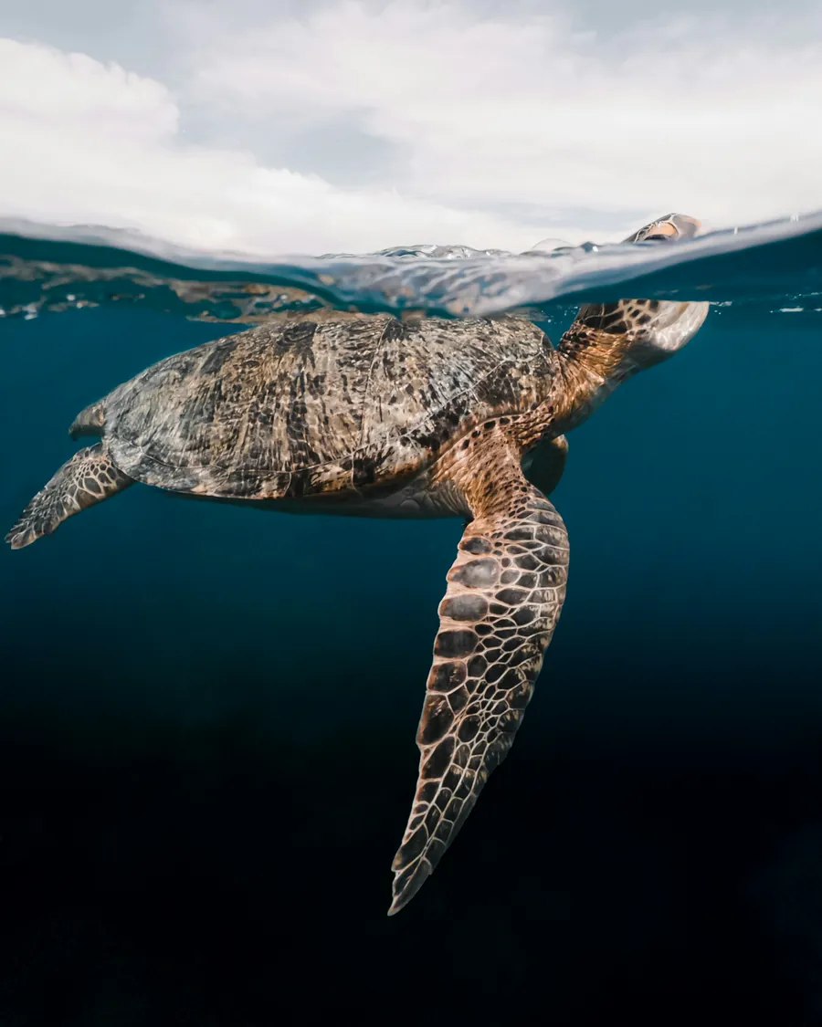 A sea turtle just below the surface