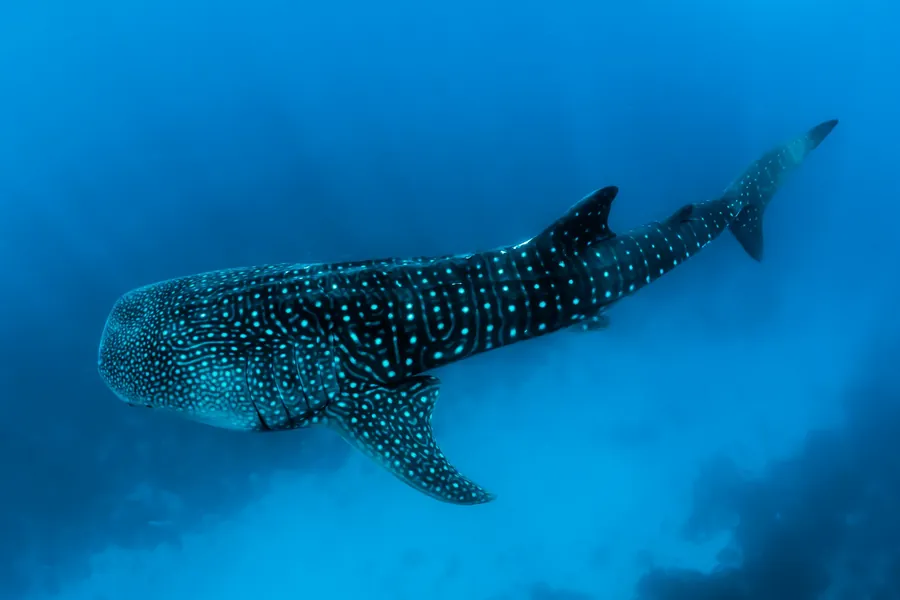 A whale shark swimming through deep blue water