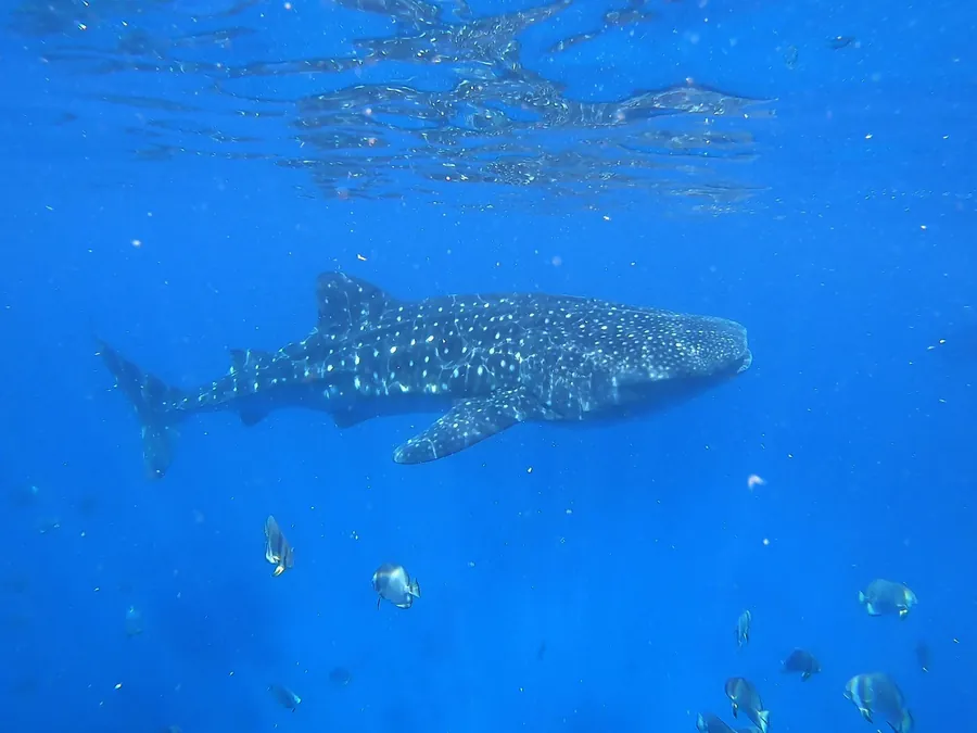 A whale shark swimming through bright blue water with small fish