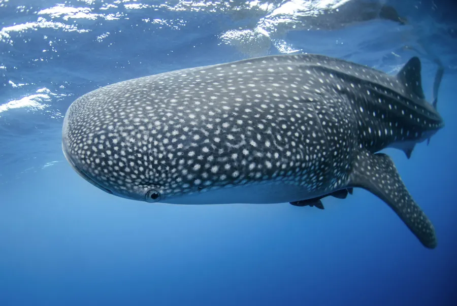 A whale shark swimming near the surface