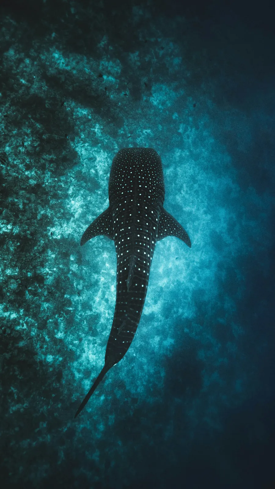 A whale shark with white spots in deep blue water
