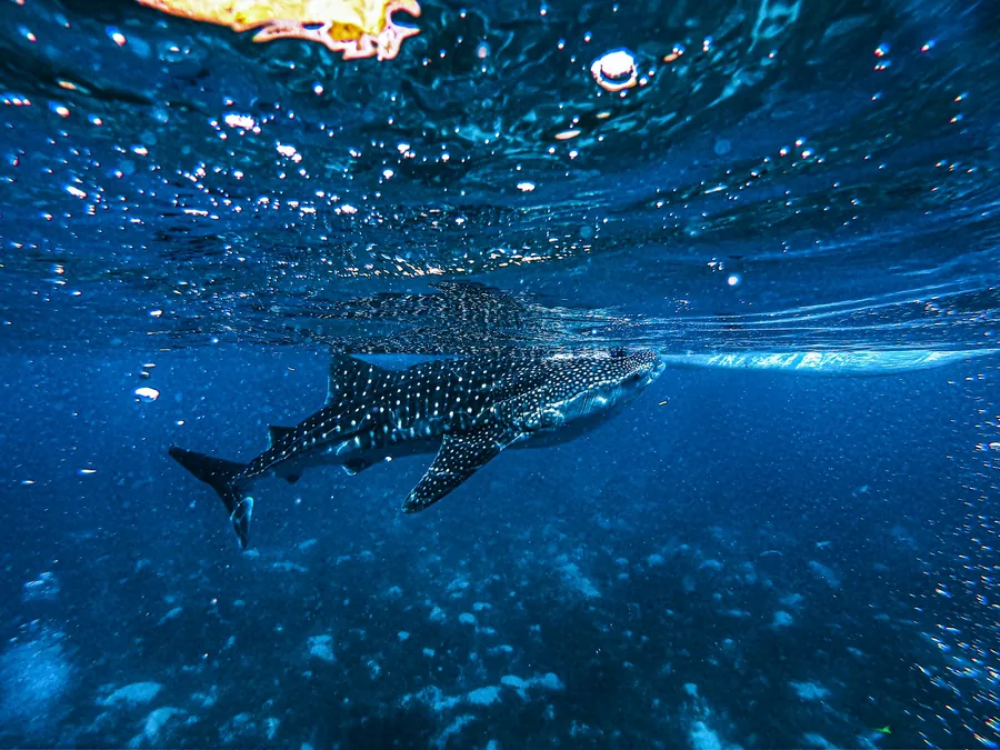 A whale shark just below the surface