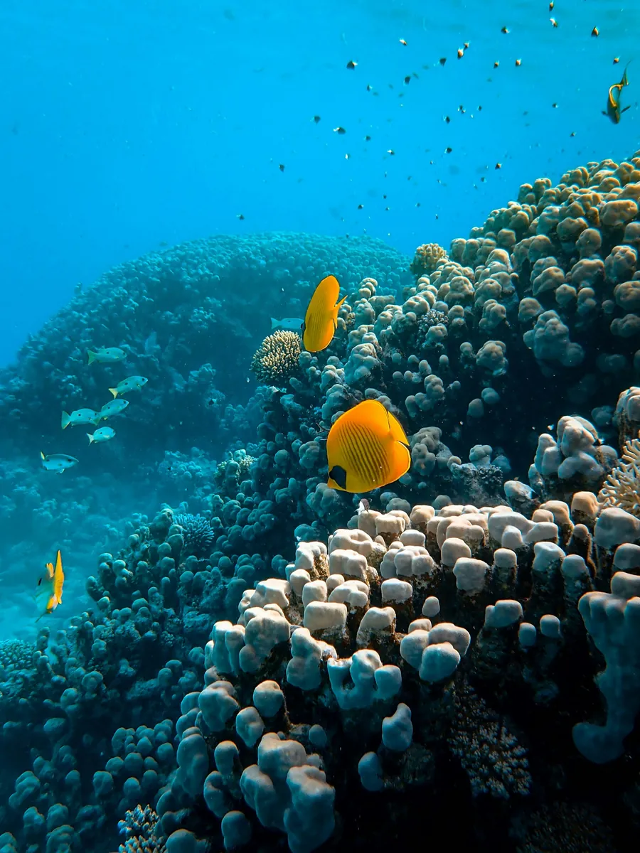 A yellow fish swimming over coral